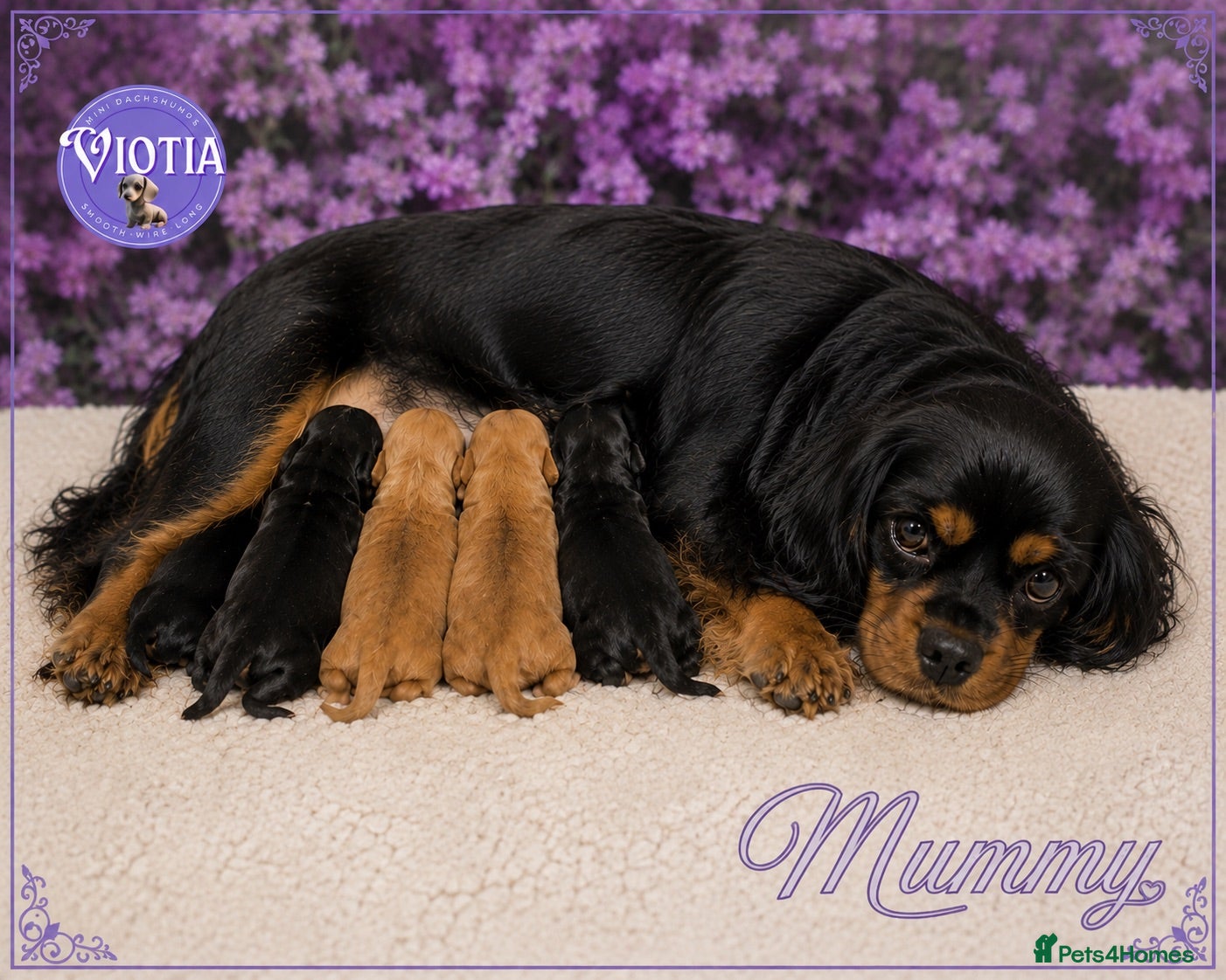 Cavapoo dogs 🐶 Beautiful F1 Cavapoo Puppies Ready Now 🐶 - Advert 1