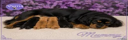Cavapoo dogs for sale: 🐶 Beautiful F1 Cavapoo Puppies Ready Now 🐶 - Advert 1