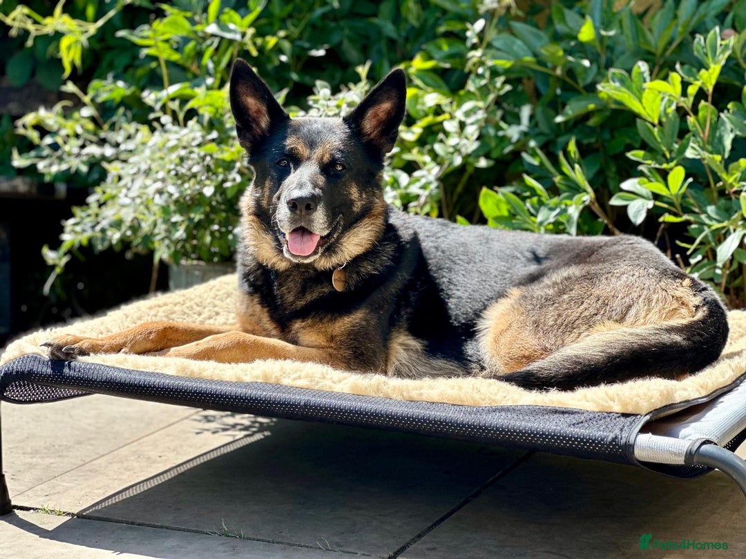 German Shepherd dogs for sale: 8 year old GSD bitch looking for a new home.  - Image 3