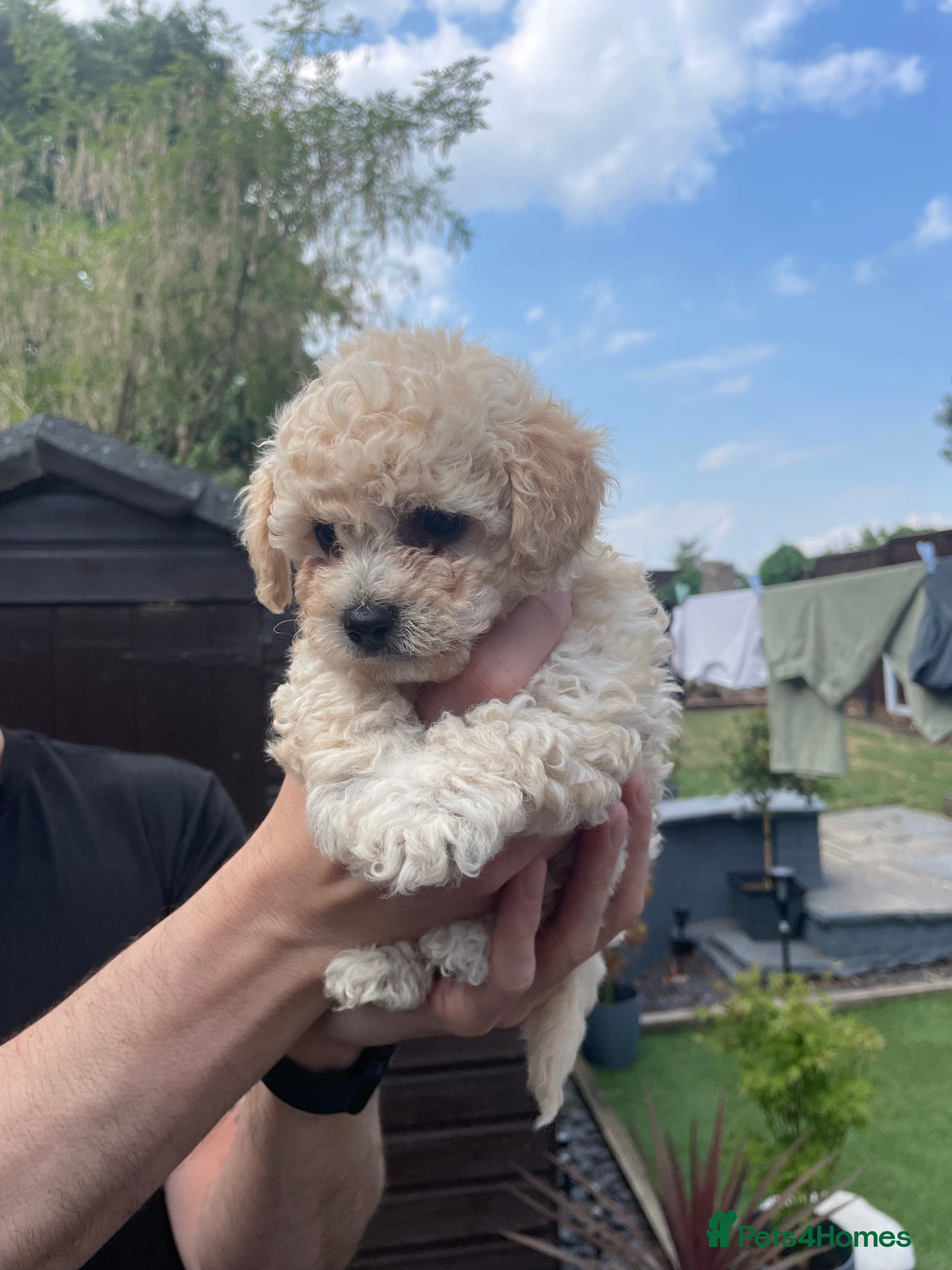 Poochon dogs Beautiful Poochon puppies for sale - Advert 2