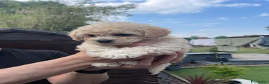 Poochon 5