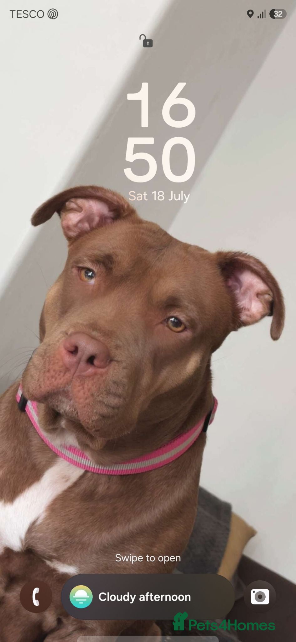 American Bully dogs Bully for rehome - Advert 2