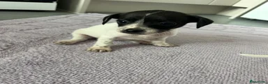 Mixed Breed 3