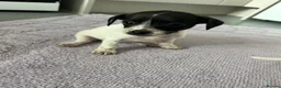 Mixed Breed dogs for sale: Cockapoo cross jackrussell pups in Norwich - Advert 10