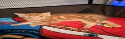 Mixed Breed cats for sale: Ginger kittens - Advert 2