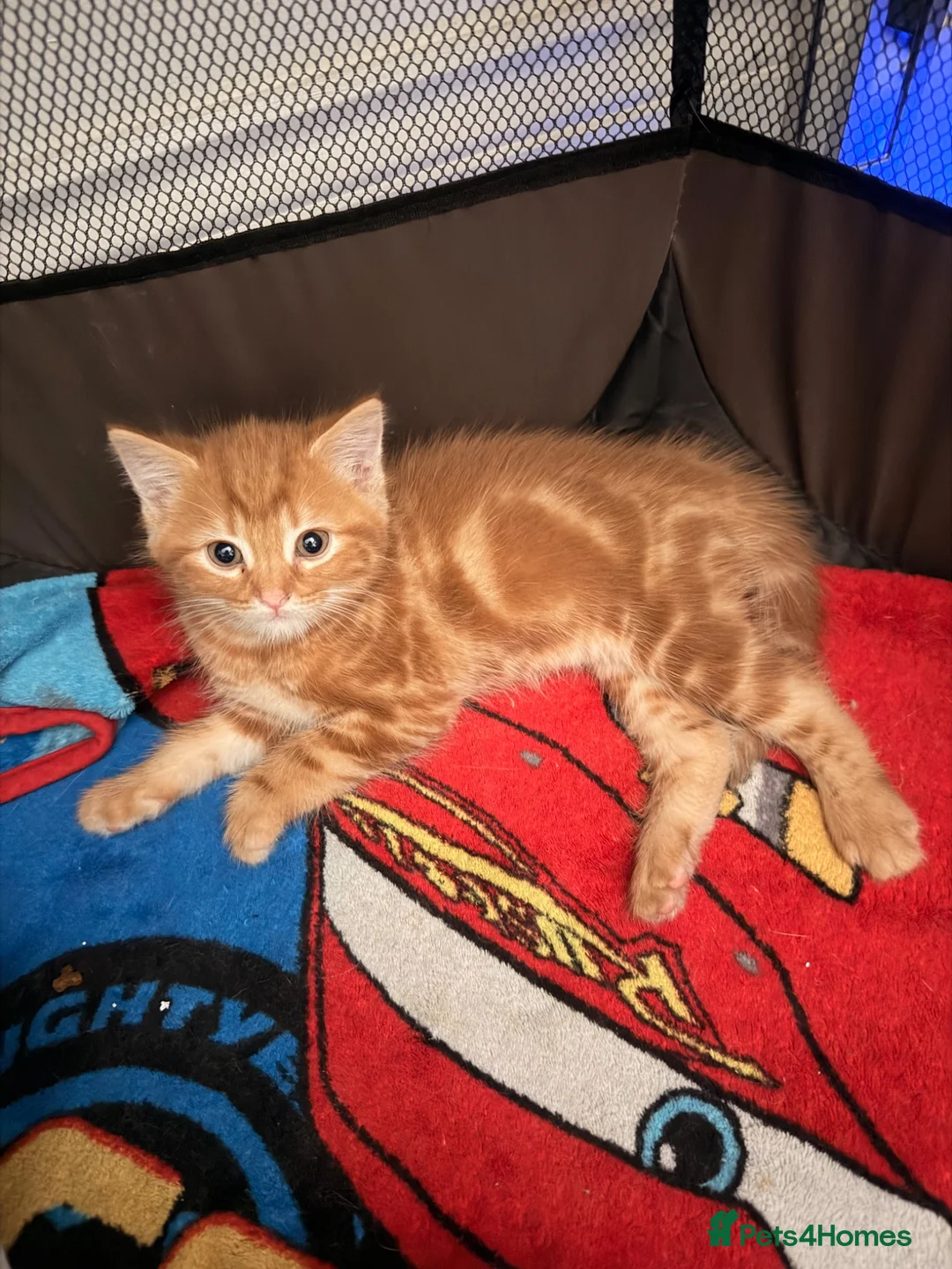 Mixed Breed cats for sale: Ginger kittens - Advert 2