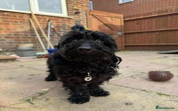 Mixed Breed dogs for adoption: Percy - Hingham Norfolk  - Image 4