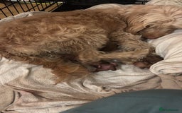 Cockapoo dogs for sale: ✨ Adorable F1B Cockapoo Puppies–Ready 13th Nov ✨ - Image 4