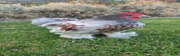 Chickens poultry for sale: Pair of pekin bantams - Advert 2