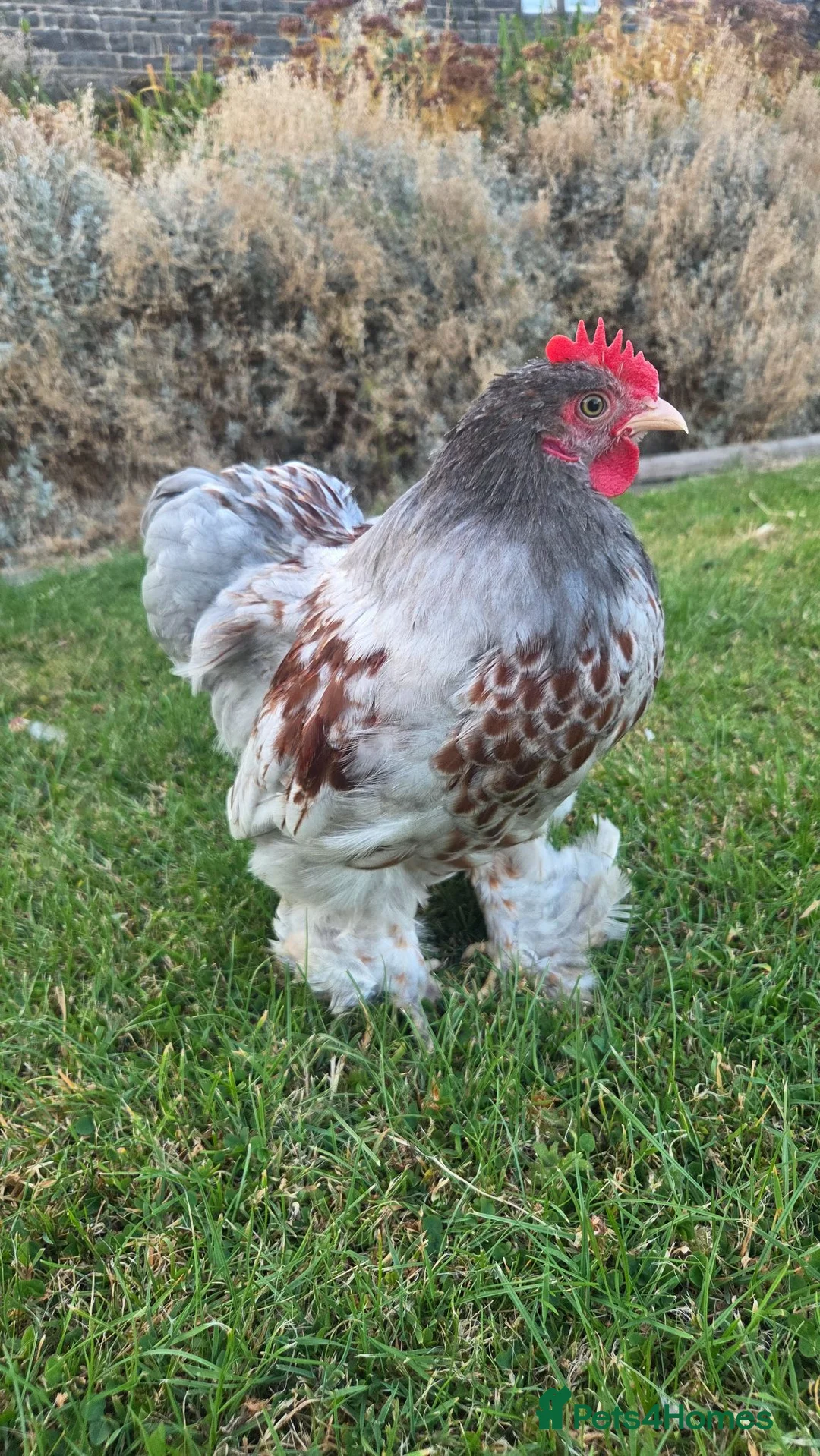 Chickens poultry for sale: Pair of pekin bantams - Advert 2