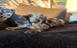Miniature Dachshund dogs for sale: ✨️Beautiful silver dapple female✨️ - Image 2
