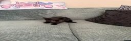 Mixed Breed cats for sale: 3 kittens ready to go to new homes  - Advert 11