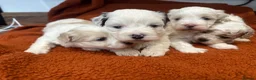 Maltipoo dogs for sale:  Maltipoo pups ONE BOY LEFT - Advert 23