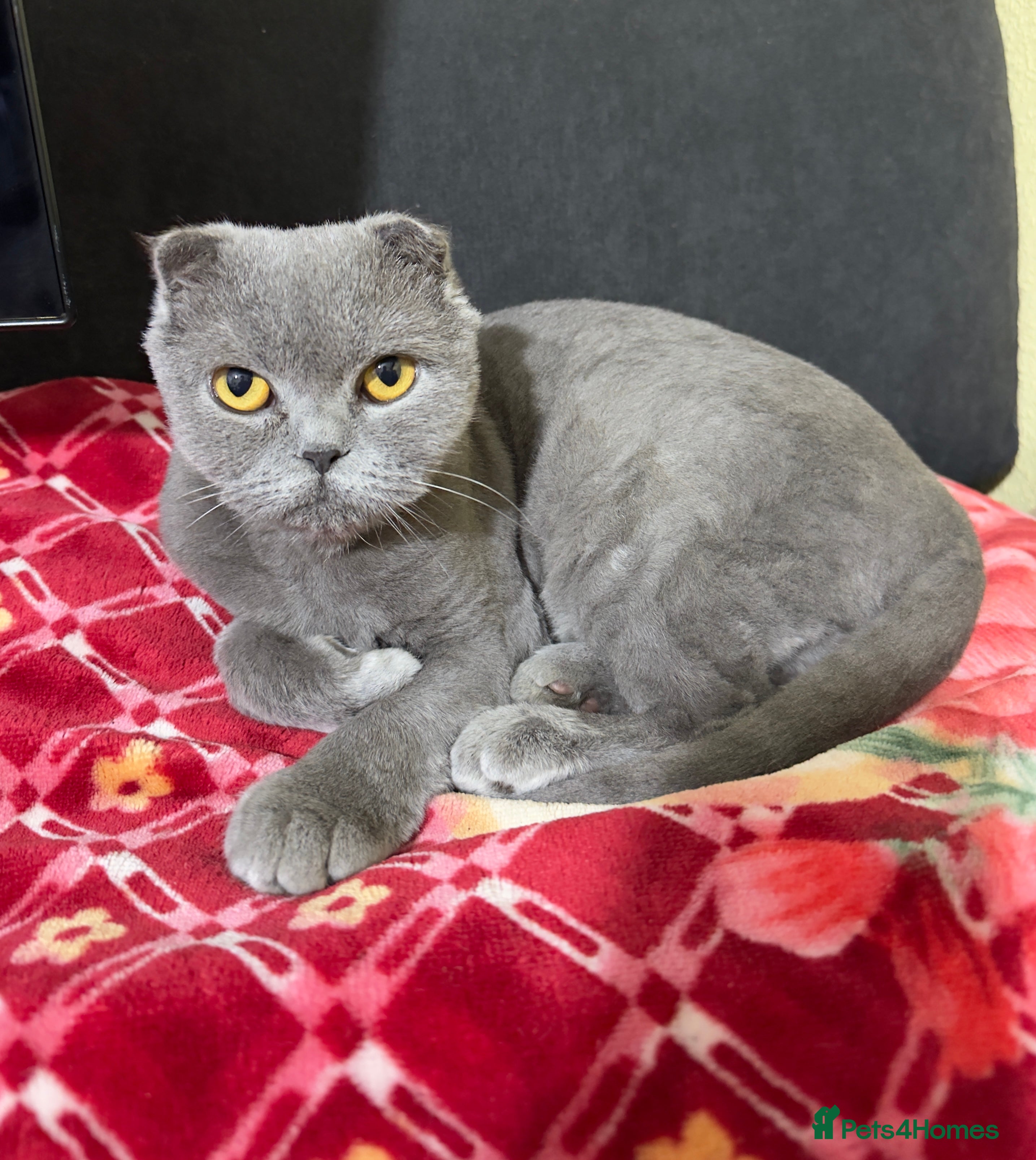 Scottish Fold cats Scottish fold cat for sale - Advert 1