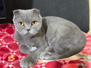 Scottish Fold cats Scottish fold cat for sale - Advert 5