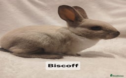 Rex rabbits for sale: Baby Purebred Rex Rabbits For Sale - Image 19