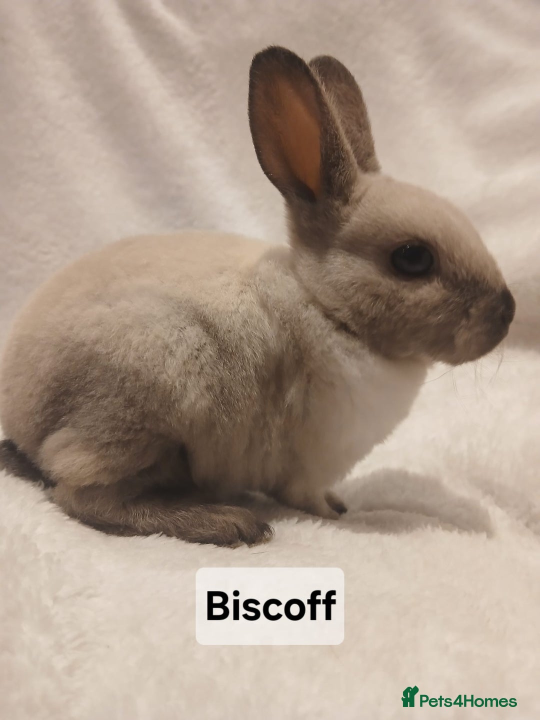 Rex rabbits for sale: Baby Purebred Rex Rabbits For Sale - Image 19