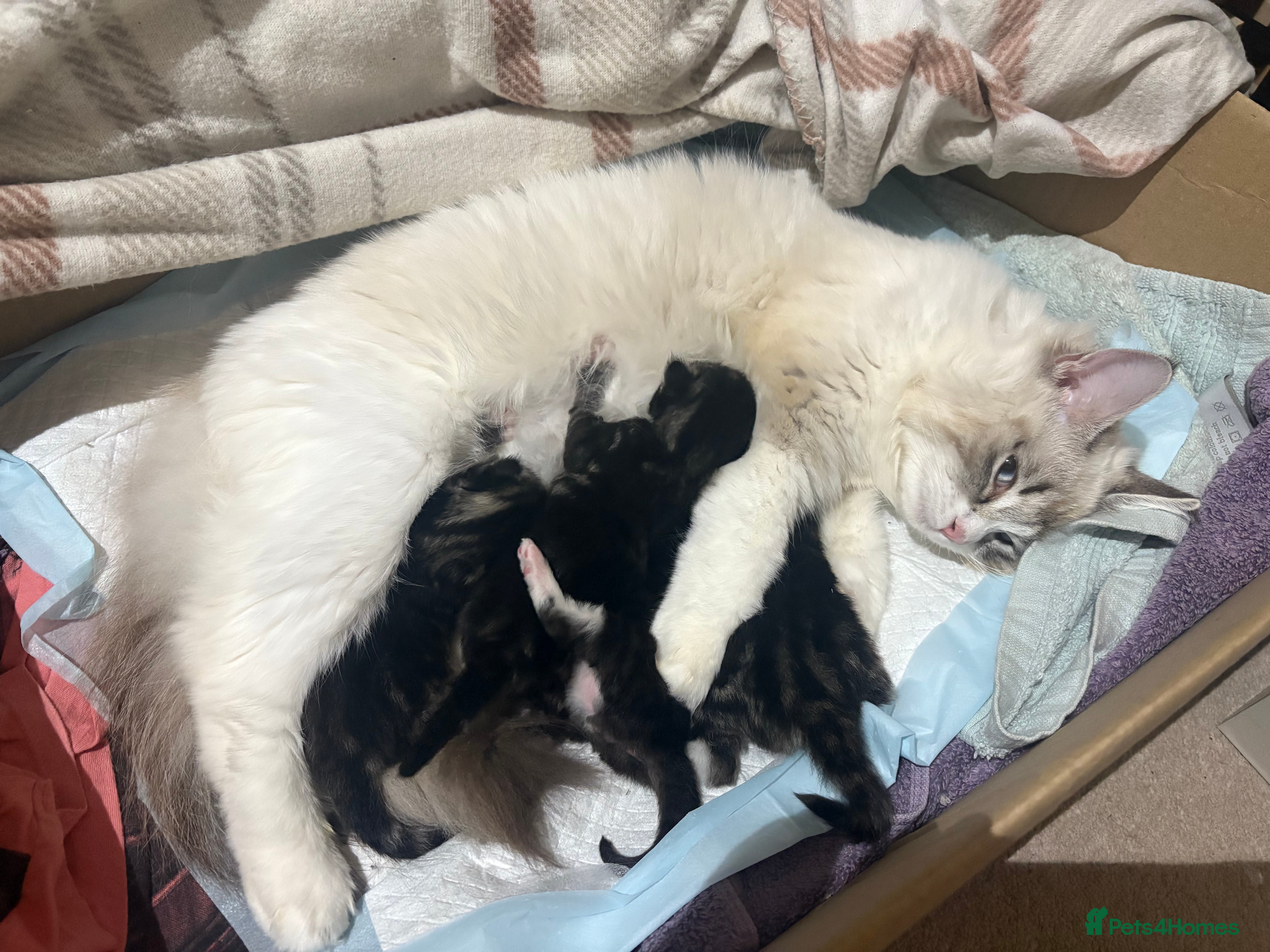 Ragdoll cats Beautiful Ragdoll kittens - Advert 16