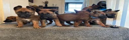 Belgian Shepherd Dog dogs for sale: Belgian malinois puppies - Advert 12