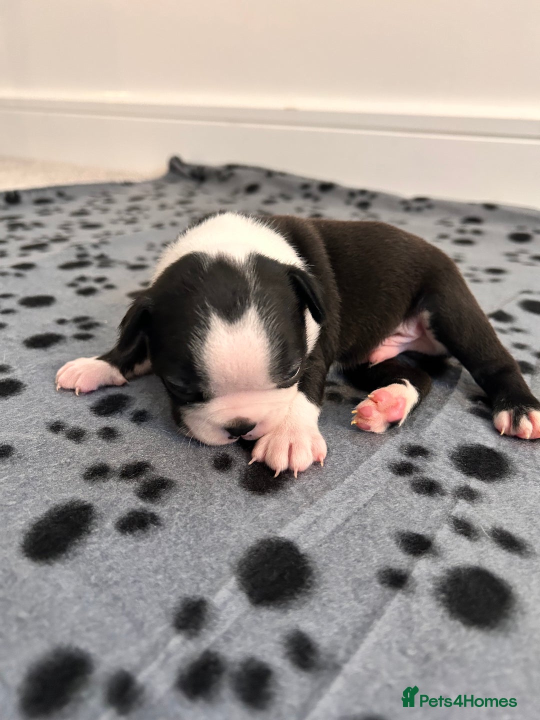 Boston Terrier dogs for sale: Beautiful Chunky KC Boston Terrier Puppies - Image 29