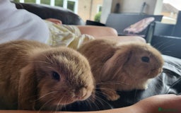 Mini Lop rabbits for sale: Mini Lop Bunnies Ready to leave shortly - Image 1