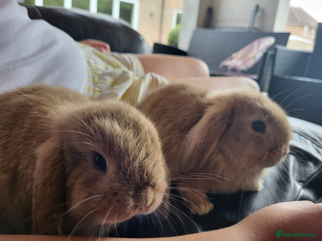 Mini Lop rabbits for sale: Mini Lop Bunnies Ready to leave shortly - Image 1