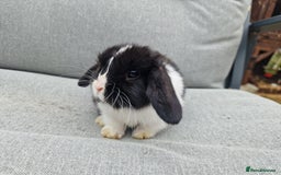Mini Lop rabbits for sale: Mini lop babies  - Image 12