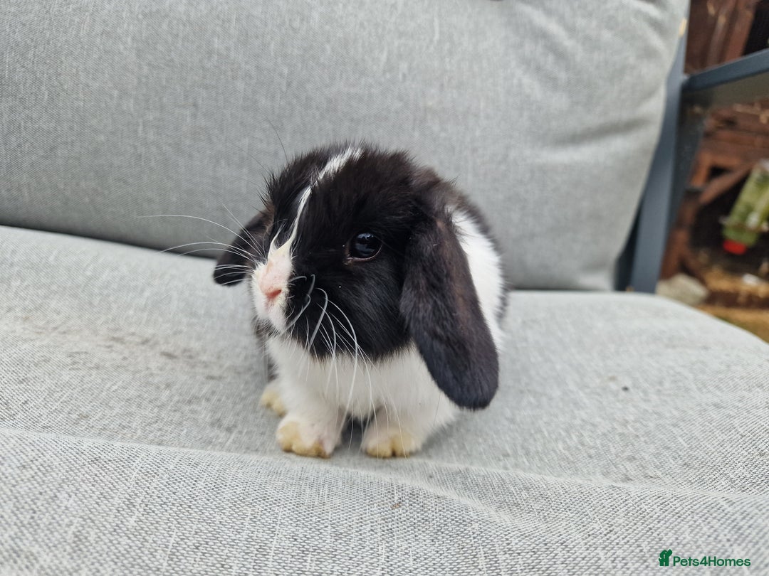 Mini Lop rabbits for sale: Mini lop babies  - Image 12