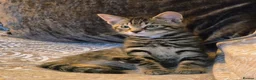 Mixed Breed cats for sale: Beautiful Female Kitten in Ledbury - Advert 3