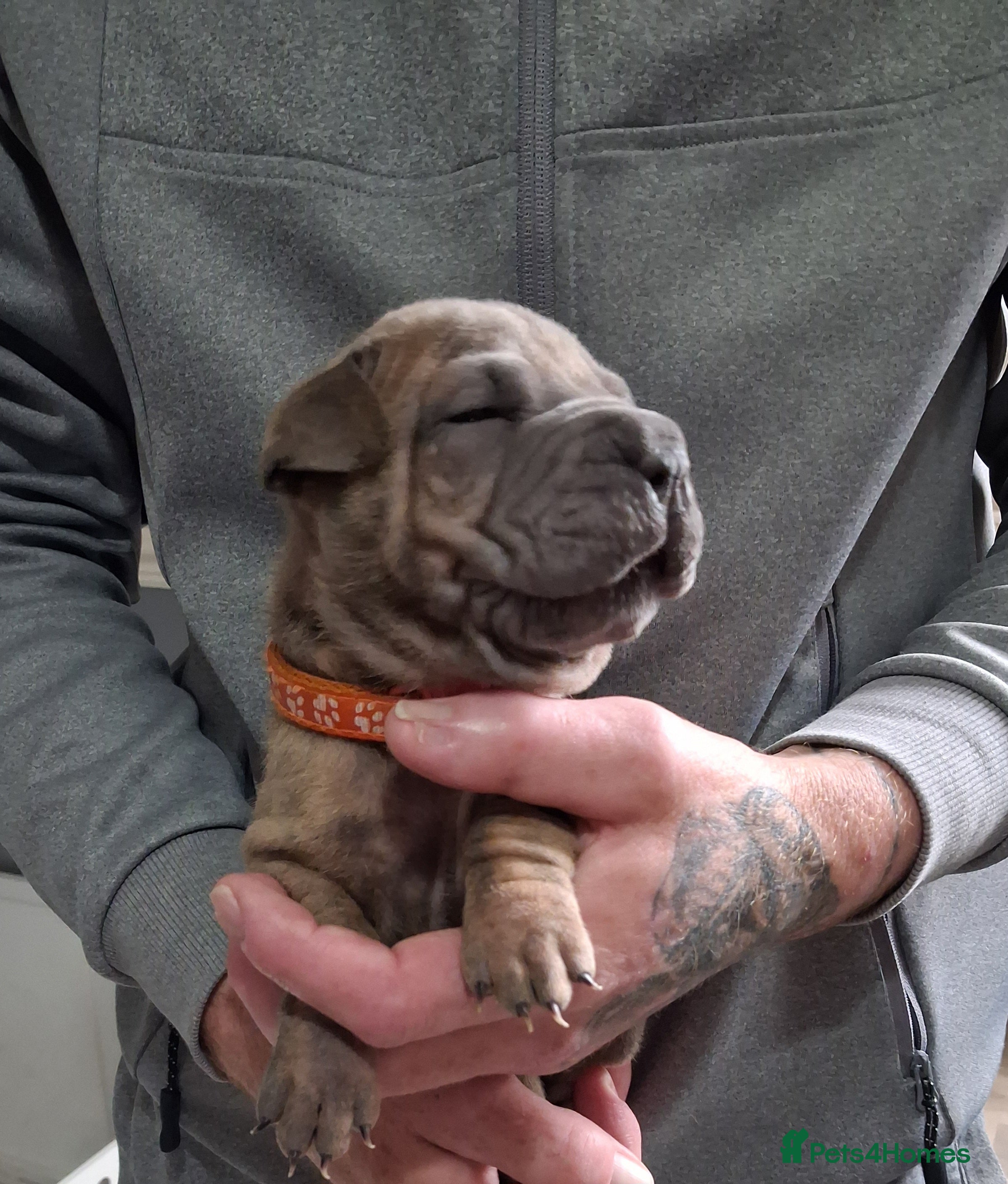 Staffordshire Bull Terrier dogs Blue staffy x sharpei  - Advert 22