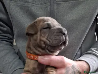 Staffordshire Bull Terrier dogs Blue staffy x sharpei - Advert 22