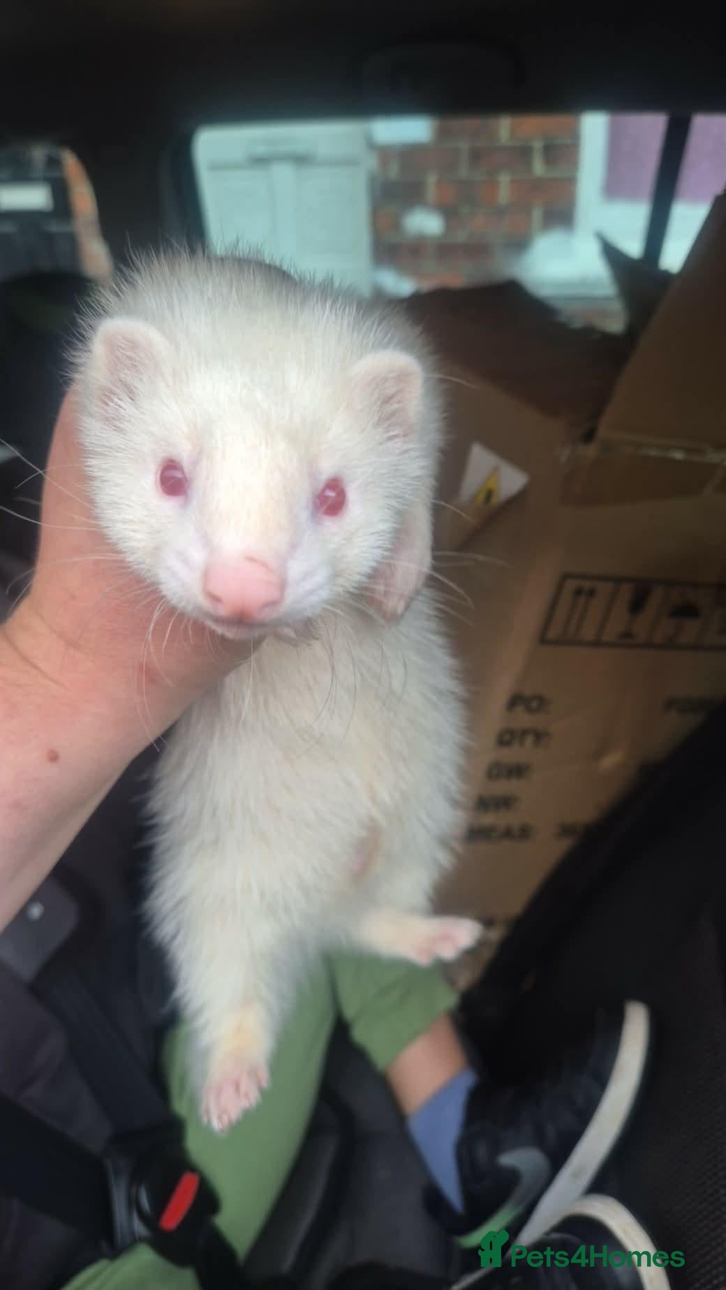 Ferret rodents Albino Hob ferrets - Advert 13