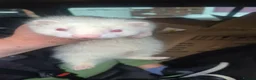 Ferret rodents for sale: Albino Hob ferrets in Middlesbrough - Advert 1
