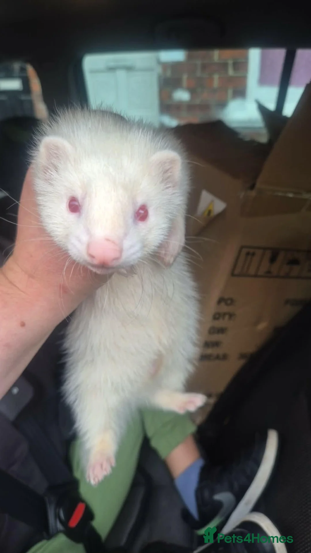Ferret rodents for sale: Albino Hob ferrets in Middlesbrough - Advert 1