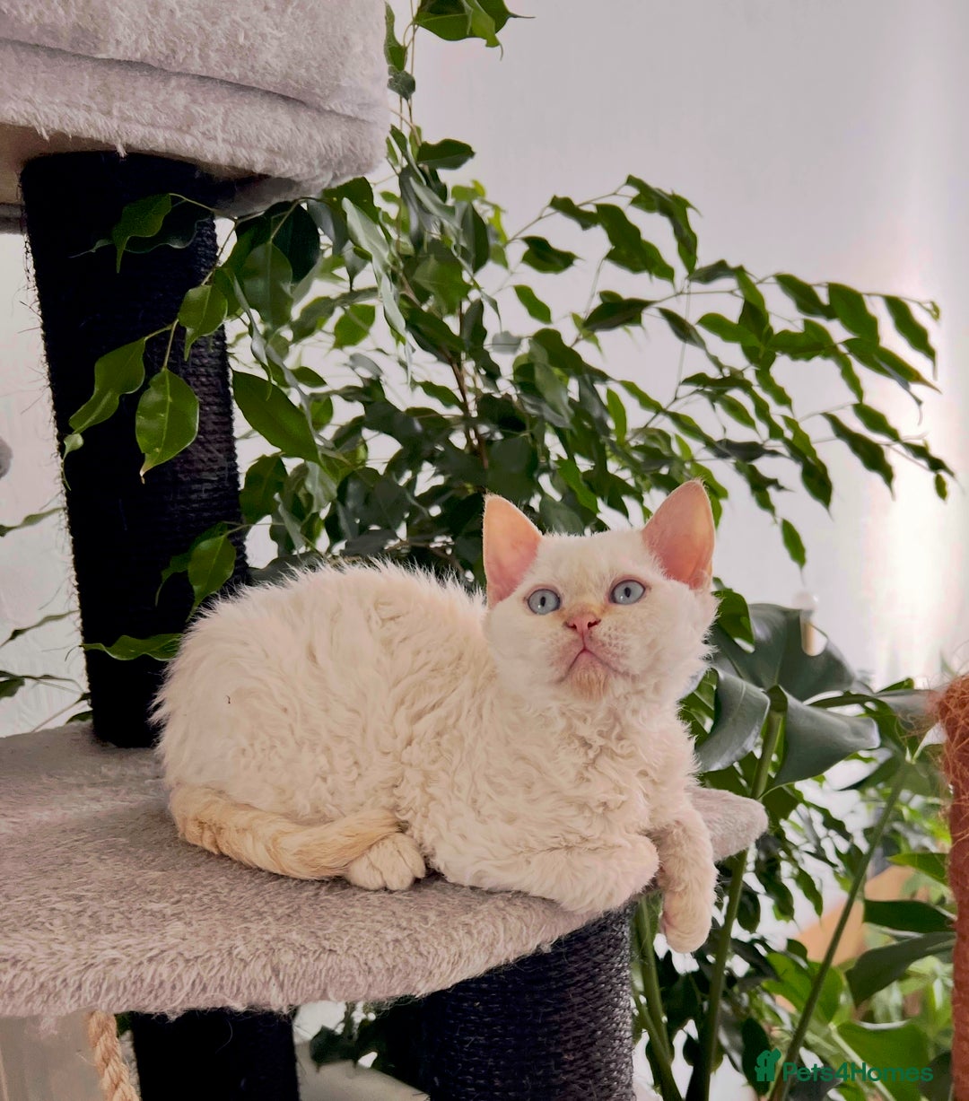 Selkirk Rex cats for sale: Gorgeous Selkirk Rex kittens - Image 31