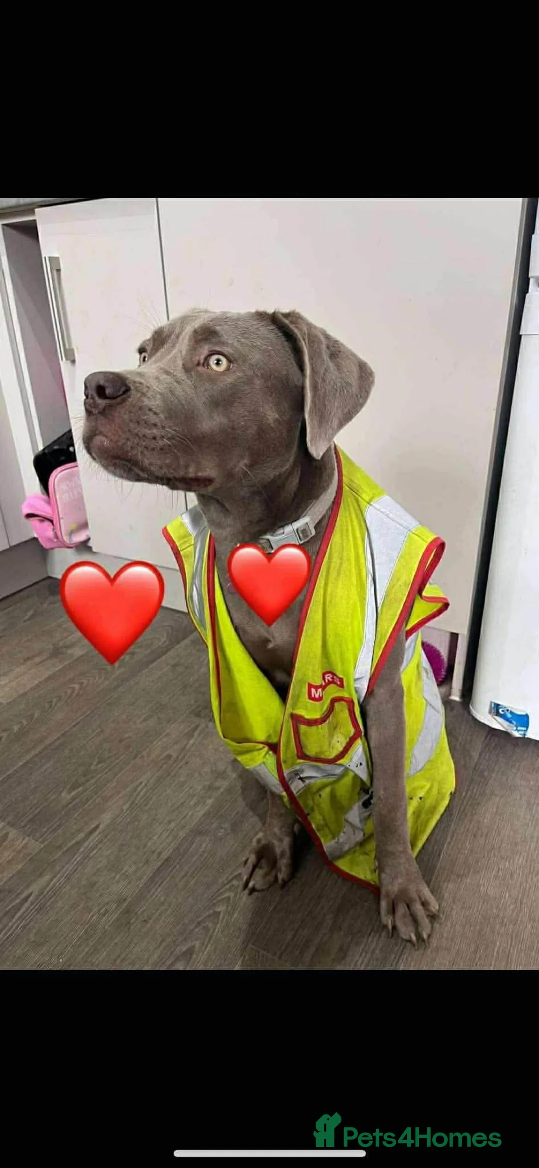 Mixed Breed dogs for sale: Darla mastiff x looking for new loving home  - Advert 3