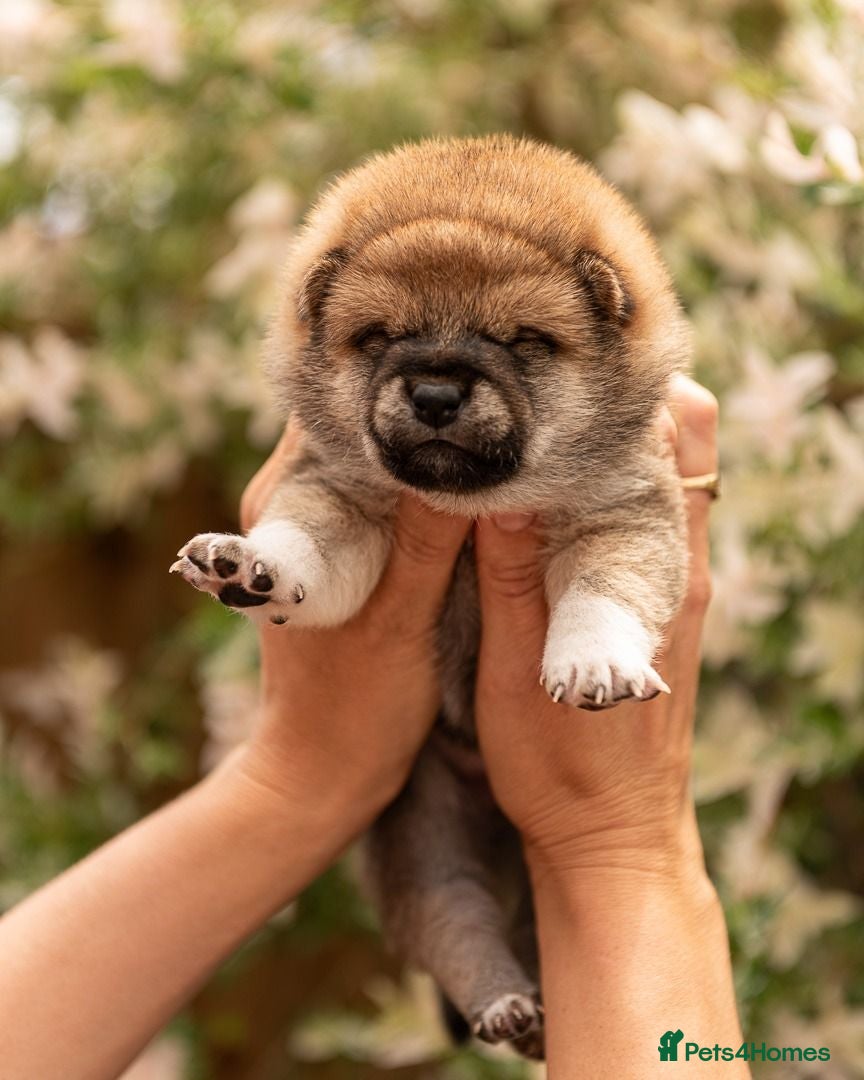 Japanese Shiba Inu dogs Quality Japanese shiba inu  - Advert 6
