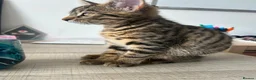 Domestic Shorthair cats for sale: Kittens Tabby domestic shorthair  in Bolton - Advert 3