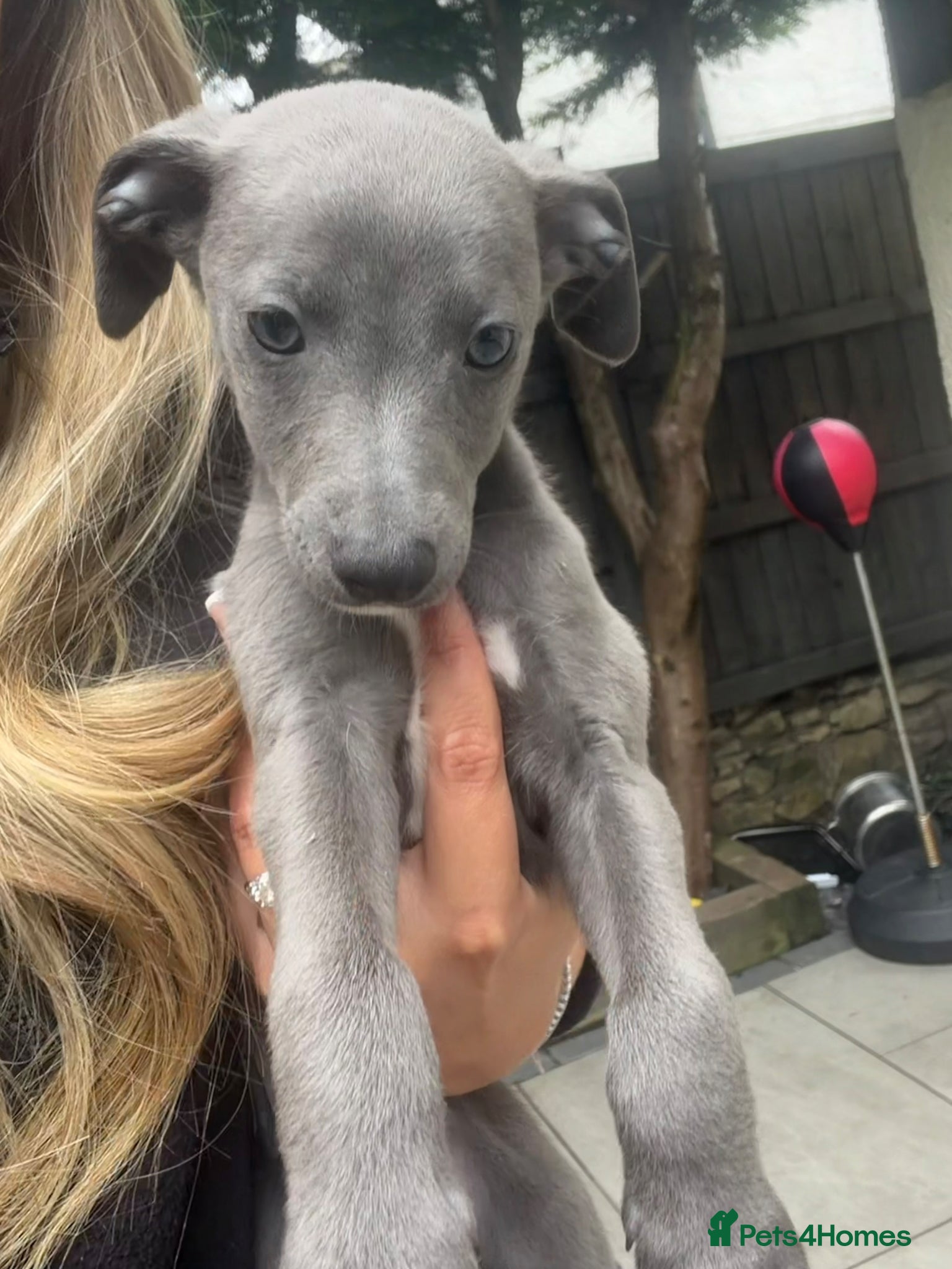 Whippet dogs KC REGISTERED BLUE WHIPPET BOY - Advert 17