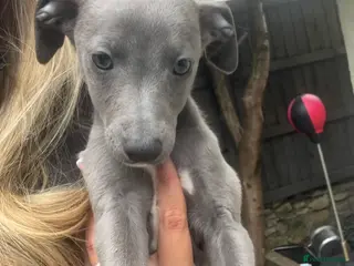 Whippet dogs KC REGISTERED BLUE WHIPPET BOY - Advert 17
