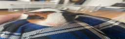 Guinea Pig rodents for sale: 2 male baby Guinea pigs  - Advert 6