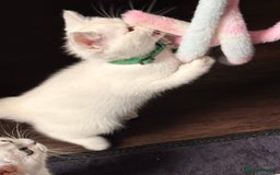 British Shorthair cats for sale: 2 lovely British short hair kitten girls - Image 2