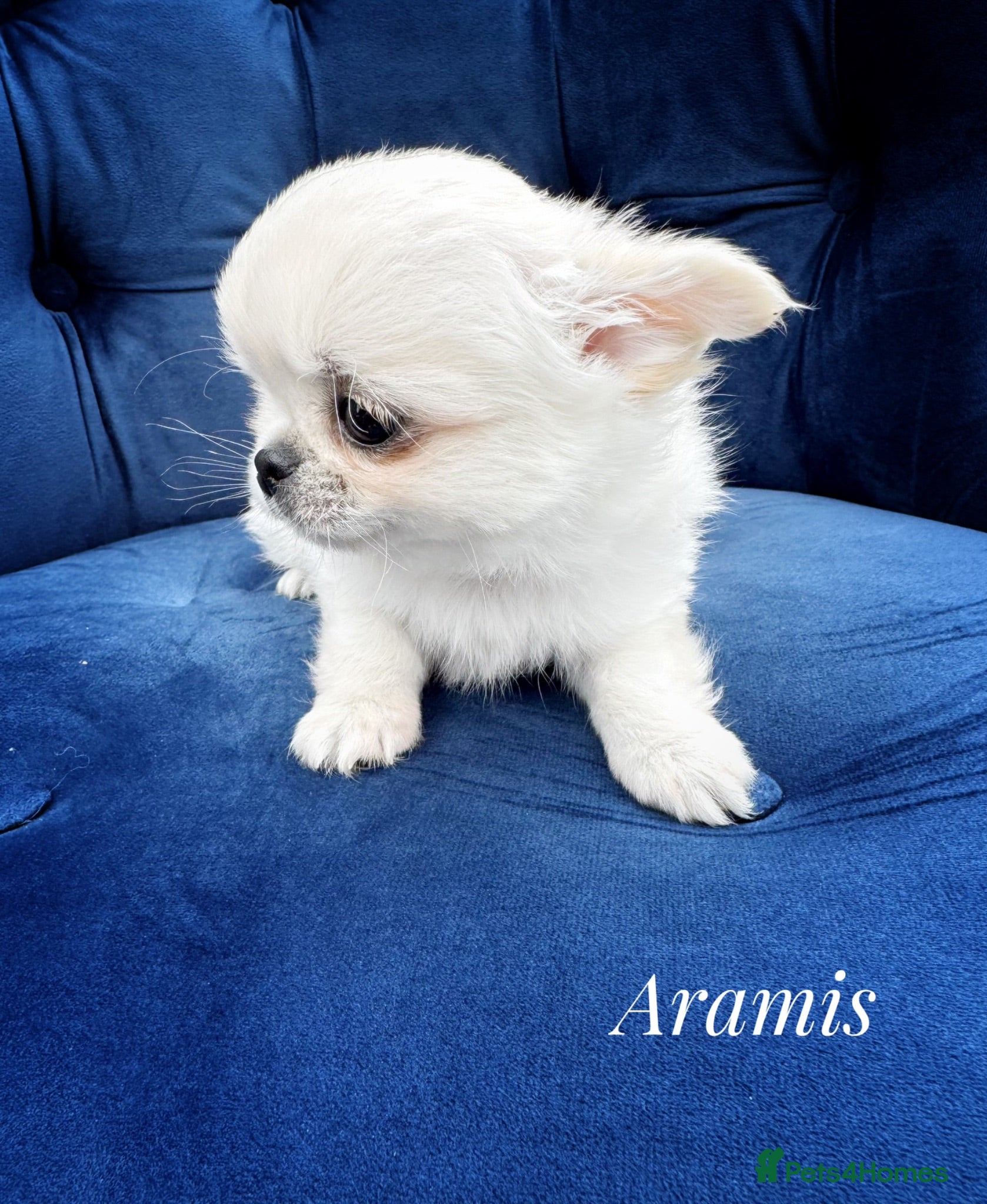 Chihuahua dogs KC quality chihuahua puppies LC Show line  - Advert 2