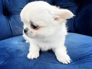 Chihuahua dogs for sale: KC quality chihuahua puppies LC Show line - Advert 2