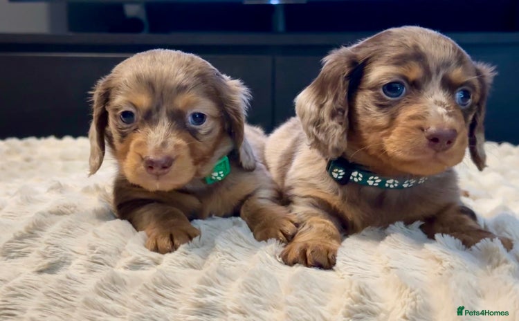 Miniature Dachshund dogs Ready Now Long Hair Miniature Dachshund males - Advert 6