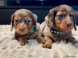 Miniature Dachshund dogs Ready Now Long Hair Miniature Dachshund males - Advert 1