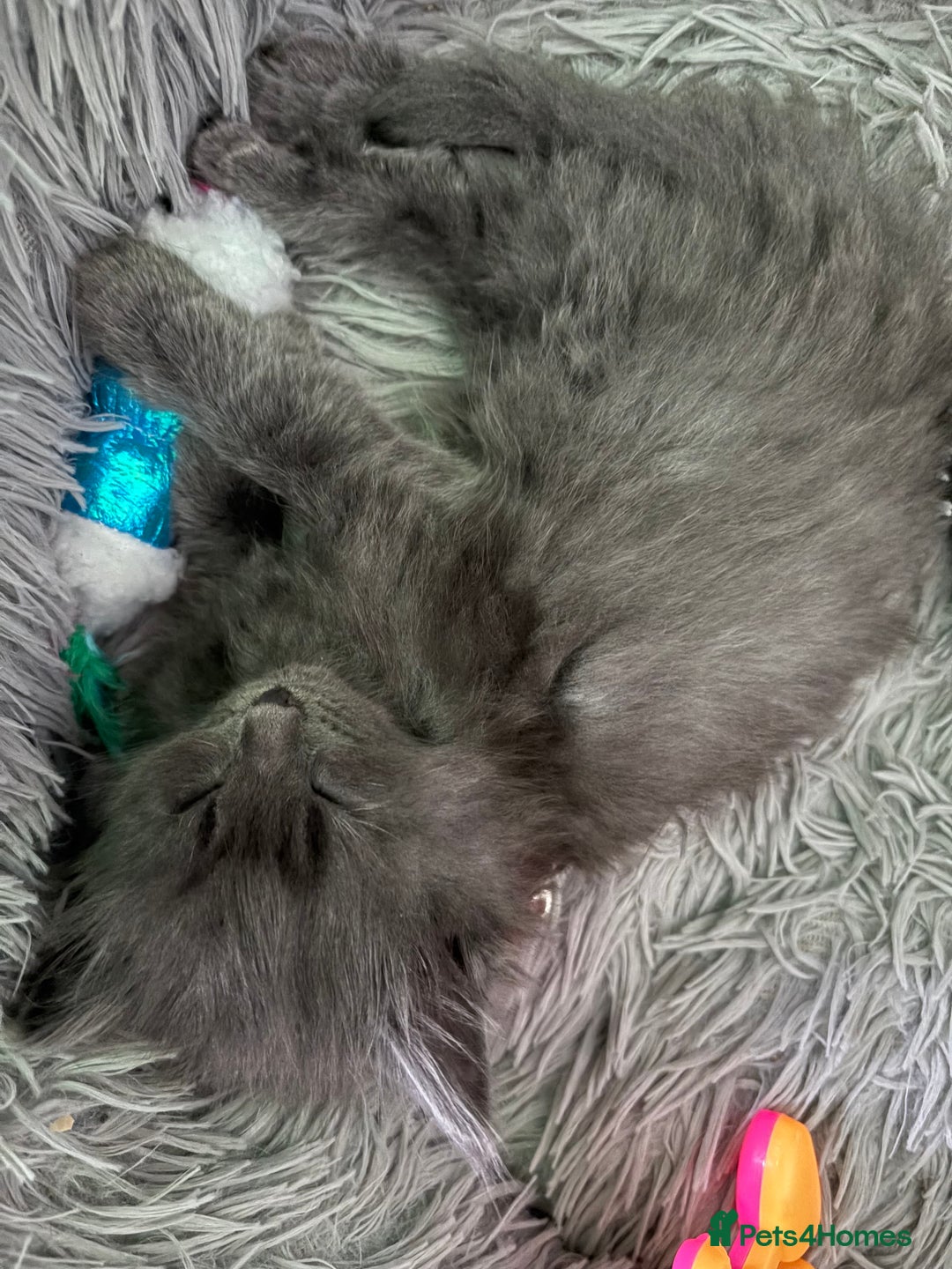 Domestic Shorthair cats for sale: 2 princes an 2 princess kittens  - Image 15