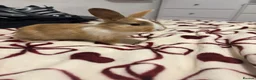 Mixed Breed rabbits for sale: Rabbits aged 5 weeks currently in Portsmouth - Advert 15