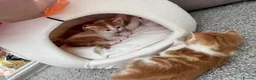 Mixed Breed cats for sale: Gorgeous ginger kittens  - Advert 7