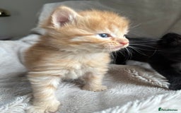 Mixed Breed cats for sale: Little hairballs  - Image 9